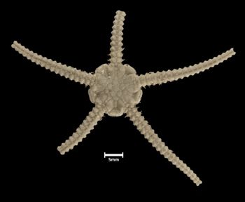 Media type: image;   Invertebrate Zoology OPH-474 Description: Top down view of single ophiuroid specimen with a scale bar.;  Aspect: dorsal
